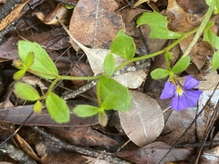 Scaevola calliptera