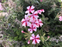 Glandularia × hybrida