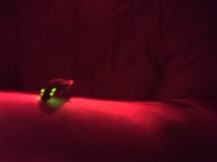 Cratomorphus diaphanus