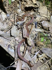Sinomicrurus macclellandi macclellandi