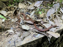 Sinomicrurus macclellandi macclellandi