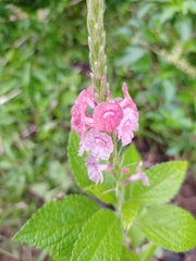 Stachytarpheta mutabilis