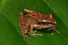 Craugastor longirostris