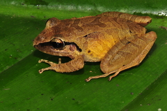 Craugastor longirostris