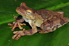 Rosenberg's Gladiator Treefrog photo 2