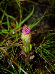 Polygala timoutou