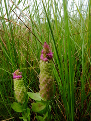 Polygala timoutou