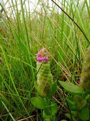 Polygala timoutou