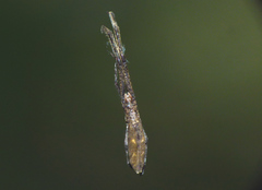 Miagrammopes orientalis