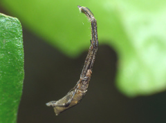 Miagrammopes orientalis