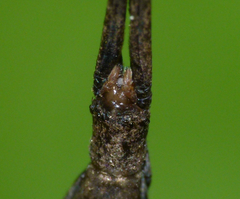 Miagrammopes orientalis