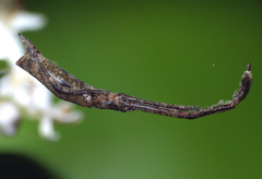 Miagrammopes orientalis
