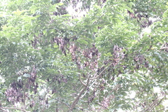 Dalbergia odorifera