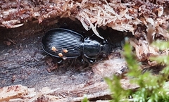 Pterostichus aethiops
