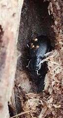 Pterostichus aethiops