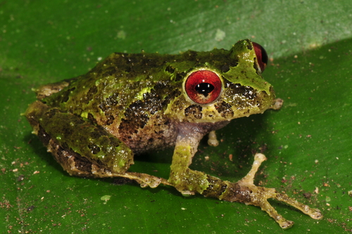 Porvenir Robber Frog, Pristimantis crucifer