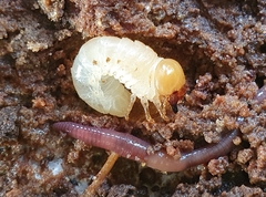 Dorcus parallelipipedus