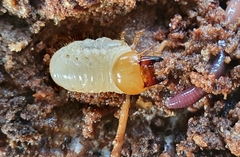 Dorcus parallelipipedus