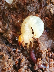 Dorcus parallelipipedus