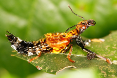 Rhyncocheilus aureus