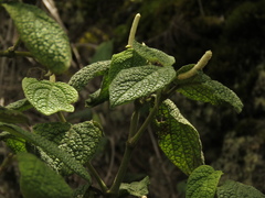 Piper artanthe