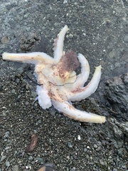 Enteroctopus dofleini