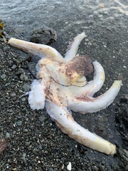 Enteroctopus dofleini