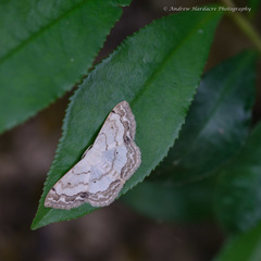 Scopula propinquaria