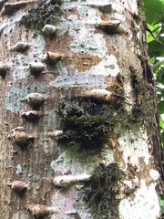 Erythrina subumbrans