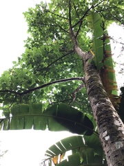 Erythrina subumbrans