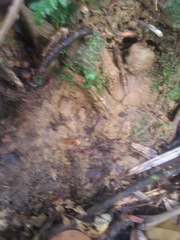 Tapirus terrestris