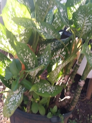 Dieffenbachia seguine