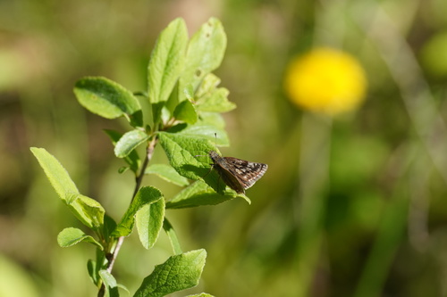 Dingy Skipper photo 3