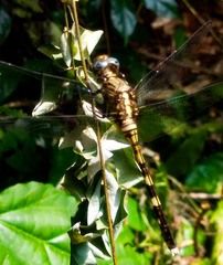 Orthetrum julia
