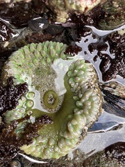 Elliptochloris marina