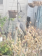 Accipiter cooperii