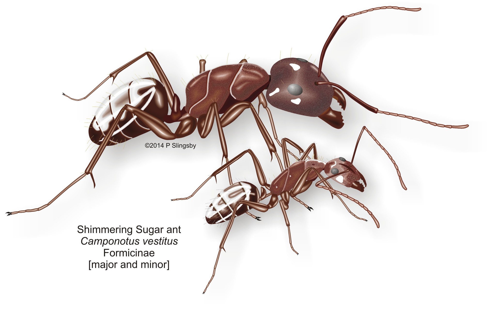 Camponotus vestitus pectitus