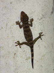 Gekko reevesii