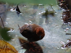 Rallina fasciata