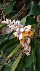 Alpinia hainanensis
