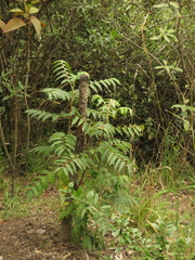 Phyllanthus salviifolius
