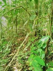 Dipsas palmeri