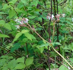 Geranium albiflorum