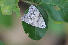 Barasa acronyctoides