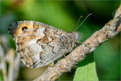 Hipparchia volgensis