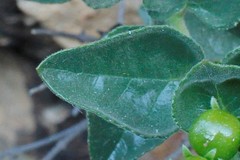 Teedia pubescens