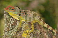 Anolis fraseri