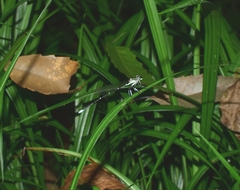 Pseudocopera rubripes