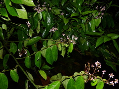 Securidaca paniculata