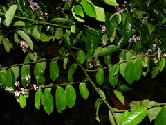 Securidaca paniculata